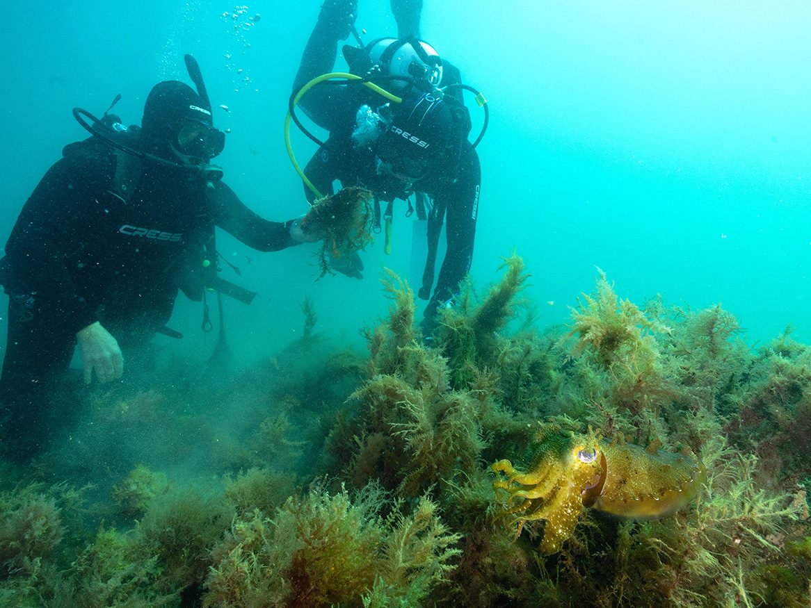 Rapid oyster reef restoration gives hope for repairing the sea