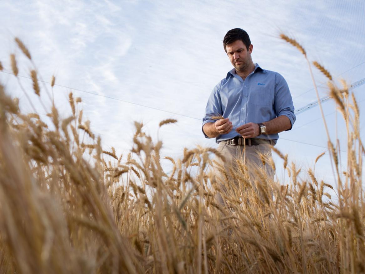 Roseworthy campus wheat crop